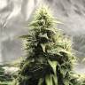 семена индийской конопли Lemon Candy feminised Exotic Seed семена индийской конопли Lemon Candy feminised Exotic Seed