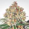 семена конопли Спб Auto Collection Pack #1 feminised Paradise Seeds семена конопли Спб Auto Collection Pack #1 feminised Paradise Seeds