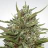 семена конопли Москва Auto Collection Pack #1 feminised Paradise Seeds семена конопли Москва Auto Collection Pack #1 feminised Paradise Seeds