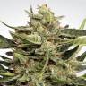 семена культурной конопли купить Auto Collection Pack #1 feminised Paradise Seeds семена культурной конопли купить Auto Collection Pack #1 feminised Paradise Seeds