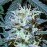 заказать качественные семена конопли Auto Anesthesia feminised Pyramid Seeds заказать качественные семена конопли Auto Anesthesia feminised Pyramid Seeds