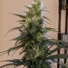 хорошие семена конопли Auto Anesthesia feminised Pyramid Seeds хорошие семена конопли Auto Anesthesia feminised Pyramid Seeds
