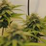 семена сортовой конопли Chocolate Haze feminised Royal Queen семена сортовой конопли Chocolate Haze feminised Royal Queen