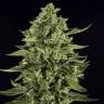 Купить семена Auto Skywalker OG feminised Ganja Seeds Купить семена Auto Skywalker OG feminised Ganja Seeds