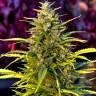 хорошие семена конопли Super Bud feminised Green House Seeds хорошие семена конопли Super Bud feminised Green House Seeds