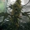 Auto White Widow CBD feminised Dutch Passion Seeds Auto White Widow CBD feminised Dutch Passion Seeds