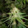 Auto Northern Lights feminised Breeders Community Seeds Auto Northern Lights feminised Breeders Community Seeds