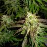 Auto Northern Lights feminised Breeders Community Seeds Auto Northern Lights feminised Breeders Community Seeds