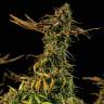 семена конопли почтой Blueberry Headband feminised Humboldt Seeds семена конопли почтой Blueberry Headband feminised Humboldt Seeds