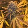 семена конопли наложенным платежом Blueberry Headband feminised Humboldt Seeds семена конопли наложенным платежом Blueberry Headband feminised Humboldt Seeds