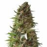 семена конопли аутдор Over Dawg feminised Medical Seeds семена конопли аутдор Over Dawg feminised Medical Seeds