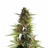 семена конопли в интернете Over Dawg feminised Medical Seeds семена конопли в интернете Over Dawg feminised Medical Seeds