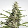 семена конопли для курения Auto Collection Pack #2 feminised Paradise Seeds семена конопли для курения Auto Collection Pack #2 feminised Paradise Seeds