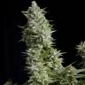 конопля семена сорта заказать Alpujarrena feminised Pyramid Seeds конопля семена сорта заказать Alpujarrena feminised Pyramid Seeds