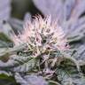 купить семена конопли Critical Kush feminised Royal Queen купить семена конопли Critical Kush feminised Royal Queen