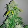 Семена конопли Auto Bubba Kush feminised Ganja Seeds Семена конопли Auto Bubba Kush feminised Ganja Seeds