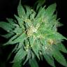 Семена марихуаны Auto Bubba Kush feminised Ganja Seeds Семена марихуаны Auto Bubba Kush feminised Ganja Seeds