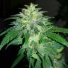 Качественные семена конопли Auto Bubba Kush feminised Ganja Seeds Качественные семена конопли Auto Bubba Kush feminised Ganja Seeds
