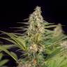 Семена Auto Doctor's Choice feminised Ganja Seeds Семена Auto Doctor's Choice feminised Ganja Seeds