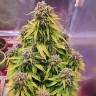 Купить семена Auto Doctor's Choice feminised Ganja Seeds Купить семена Auto Doctor's Choice feminised Ganja Seeds