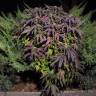семена индийской конопли Blueberry regular Ganja Seeds