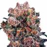 семена конопли индика Blueberry regular Ganja Seeds семена конопли индика Blueberry regular Ganja Seeds