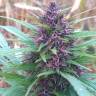 семена конопли элитных сортов Blueberry regular Ganja Seeds семена конопли элитных сортов Blueberry regular Ganja Seeds
