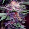 семена конопли в интернете Blueberry regular Ganja Seeds семена конопли в интернете Blueberry regular Ganja Seeds