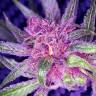 семена конопли дешево Blueberry regular Ganja Seeds семена конопли дешево Blueberry regular Ganja Seeds