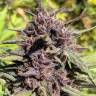 семена индийской конопли Blueberry regular Ganja Seeds семена индийской конопли Blueberry regular Ganja Seeds