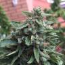 мощные семена конопли Blueberry regular Ganja Seeds мощные семена конопли Blueberry regular Ganja Seeds