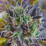 качественные семена конопли Blueberry regular Ganja Seeds качественные семена конопли Blueberry regular Ganja Seeds
