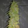 ароматные сорта конопли Auto White Goblin feminised ароматные сорта конопли Auto White Goblin feminised