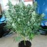 Auto StarRyder feminised Dutch Passion Seeds Auto StarRyder feminised Dutch Passion Seeds
