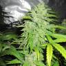 Auto StarRyder feminised Dutch Passion Seeds Auto StarRyder feminised Dutch Passion Seeds