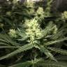 Auto Silver feminised Breeders Community Seeds Auto Silver feminised Breeders Community Seeds