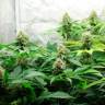 семена конопли гидропоники Brazil Amazonia regular семена конопли гидропоники Brazil Amazonia regular