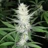 семена конопли в России Malasana Cookies feminised Exotic Seed семена конопли в России Malasana Cookies feminised Exotic Seed