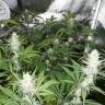 семена конопли Москва Malasana Cookies feminised Exotic Seed семена конопли Москва Malasana Cookies feminised Exotic Seed