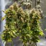семена конопли аутдор Acid feminised Paradise Seeds