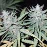 семена конопли Спб Anesthesia feminised Pyramid Seeds семена конопли Спб Anesthesia feminised Pyramid Seeds