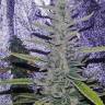 семена конопли индика Anesthesia feminised Pyramid Seeds семена конопли индика Anesthesia feminised Pyramid Seeds