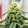 где заказать семена конопли Critical feminised Royal Queen где заказать семена конопли Critical feminised Royal Queen