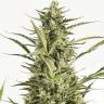 Семена конопли Auto Critical Jack feminised Ganja Seeds Семена конопли Auto Critical Jack feminised Ganja Seeds