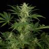 Семена каннабиса Auto Critical Jack feminised Ganja Seeds Семена каннабиса Auto Critical Jack feminised Ganja Seeds