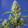 Семена Auto Gorilla Girl XL feminised Ganja Seeds Семена Auto Gorilla Girl XL feminised Ganja Seeds