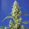 Семена каннабиса Auto Gorilla Girl XL feminised Ganja Seeds Семена каннабиса Auto Gorilla Girl XL feminised Ganja Seeds