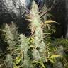 Купить семена Auto Gorilla Girl XL feminised Ganja Seeds Купить семена Auto Gorilla Girl XL feminised Ganja Seeds