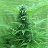 семена конопли индика Super Critical feminised Green House Seeds семена конопли индика Super Critical feminised Green House Seeds