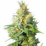 семена конопли Спб Super Critical feminised Green House Seeds семена конопли Спб Super Critical feminised Green House Seeds